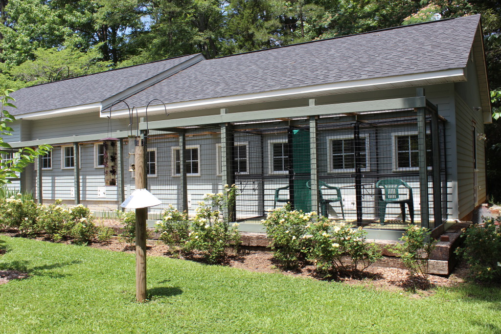 Cat Boarding Charlotte HomeCat's Cradle Home Away from Home